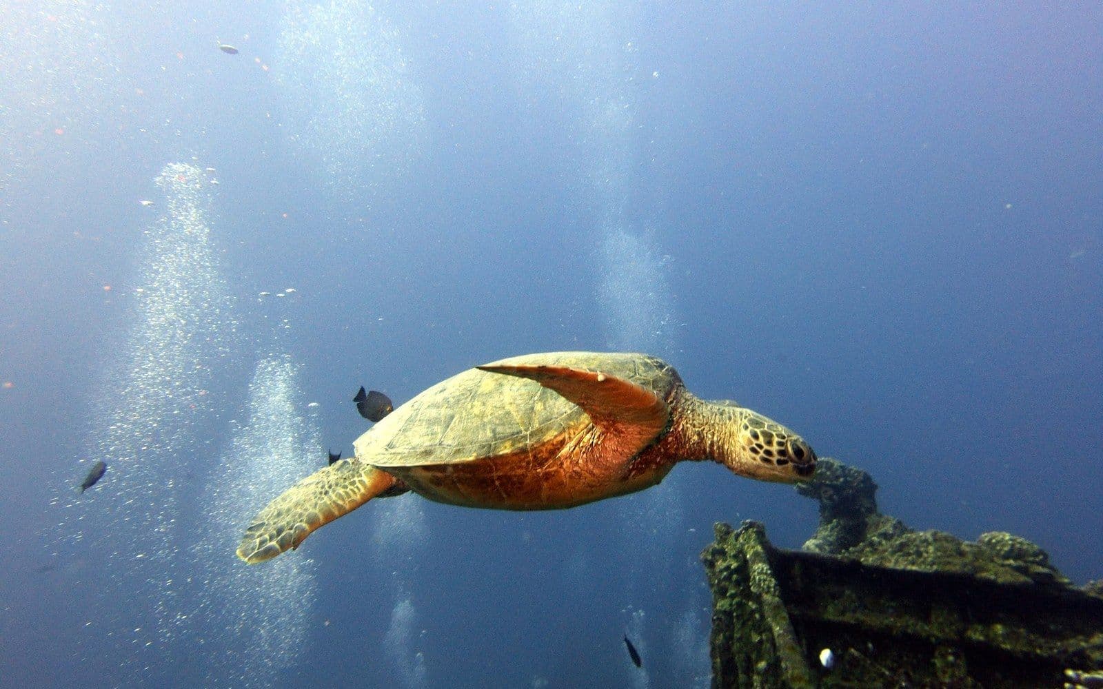 A green sea turtle gliding over a reef